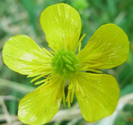 Ranunculus sardous / Ranuncolo sardo